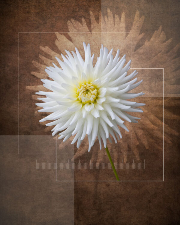 Dalia flower study