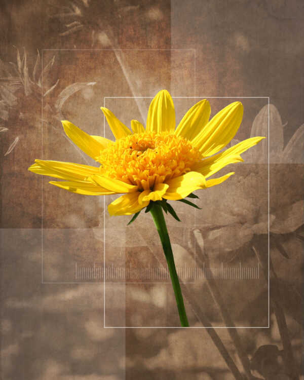 Helianthus Flower abstract