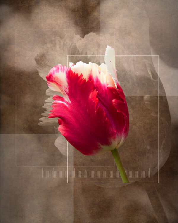 Tulip Flower study