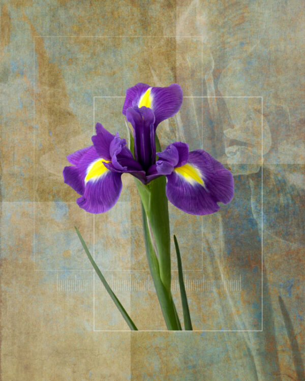 Iris Flower study
