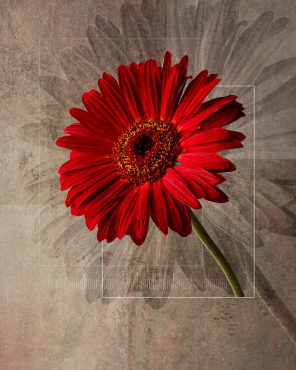 Gerbera Daisy Flower Study